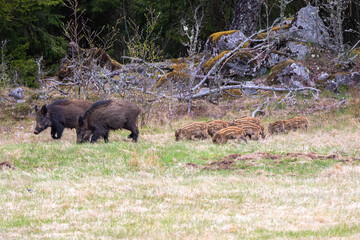 Wild boars with piglets on a meadow by the forest edge
