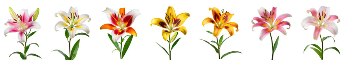 Naklejka premium Lily flower collection isolated on transparent background. 