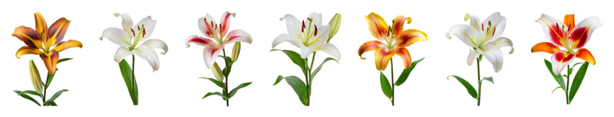Lily flower collection isolated on transparent background. 