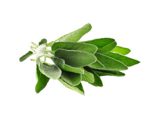 Sage leaves transparent png