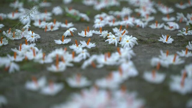 Night jasmine, Seuli or Shefali flower is symbol flower of saradiya or Durga Puja festival in autumn season.