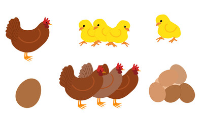 set of chicken chicks and eggs vector
