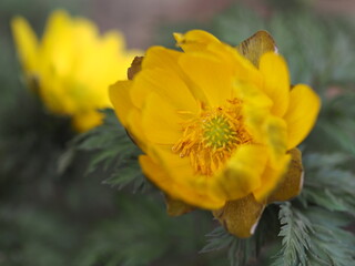 早春の花　福寿草