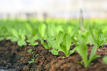 Green cos lettuce growing on the soil in clean and beautiful greenhouse farm. Agribusiness and Farming concept