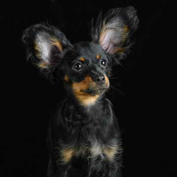 funny russian toy puppy with big fluffy ears posing on black studio background