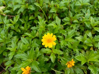 Yellow flower.