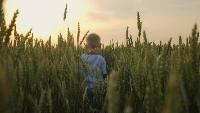 The dream of a little boy, a 5s child walks through a wheat field during sunset in a very beautiful golden light of the sun. A village boy of 5 years old. High quality 4k footage