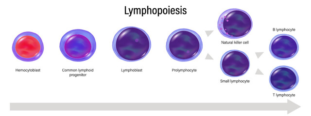 Stages of Lymphopoiesis vector. Lymphocyte maturation. Hemocytoblast, Lymphoid progenitor, Lymphoblast, Prolymphocyte, Natural killer and Small lymphocyte.