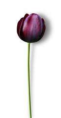 Burgundy Tulip