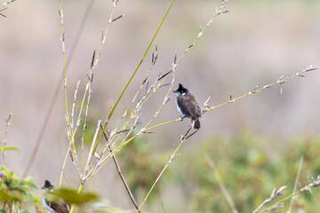 Siberian bulbul sitting on a branch in the forest