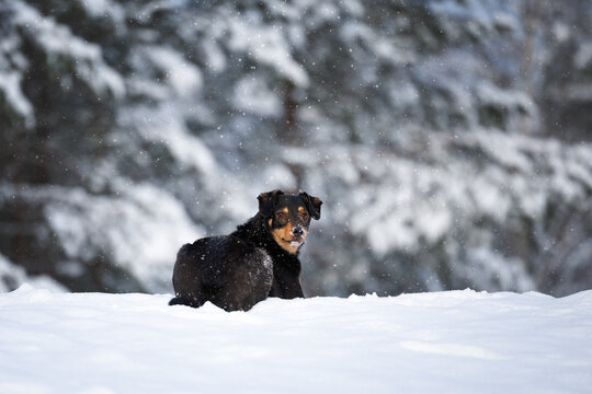 mixed breed dog lying down in the snow in the winter forest