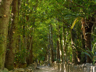 沖縄県本部町備瀬のフクギ並木