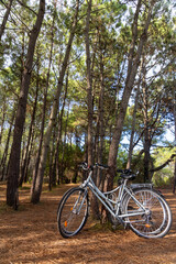 Fototapeta premium Vélos dans la forêt des landes en France