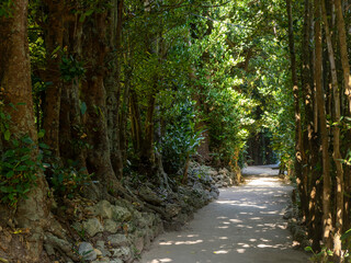 Fototapeta premium 沖縄県本部町備瀬のフクギ並木