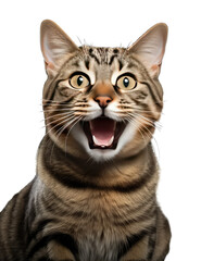 Happy smiling cat on png transparent background