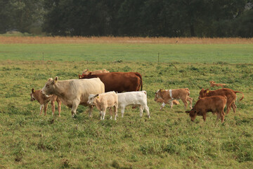 Rinder mit Kälbern auf der Weide