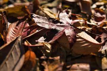楓の落ち葉