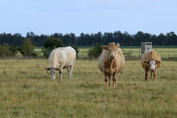 trächtige Kuh auf der Weide