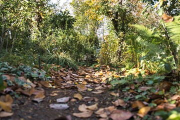 秋の山道