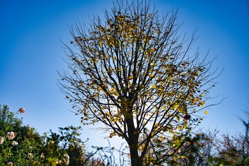 紅葉の木漏れ日