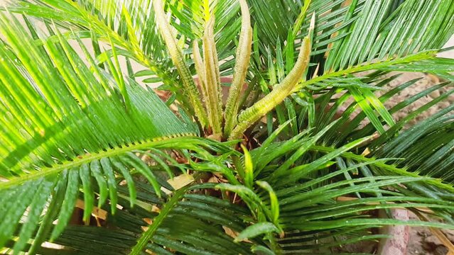Cycad Plant. Cycas Plant. Fresh green cycad plants in the garden. sago palm, king sago. Ancient Cycad plant or Sago Palm Green Leaves background, Cycad Green Leaves green leaf tree.