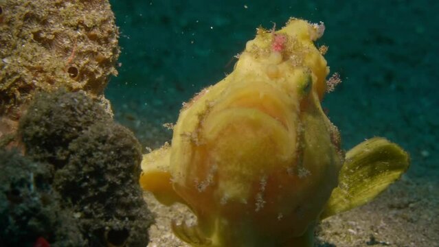 Painted frogfish walking on sand toward a coral head 