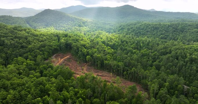 Cut down forest trees as result of deforestation process. Beautiful wild woodland at threat