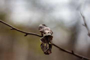 Dried leaf on a branch at the beginning of winter