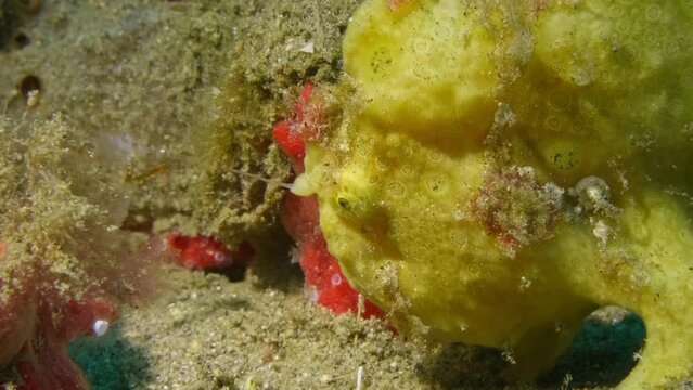 Painted frogfish successfully using lure to eat a shrimp
