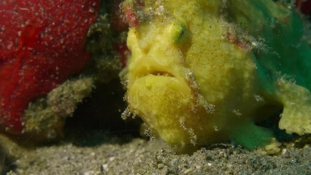 Painted frogfish walking on sand, hunting shrimp, and successfully using lure to eat shrimp