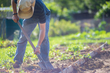Naklejka premium The farmer digs the soil in the vegetable garden. Preparing the soil for planting vegetables. Gardening concept. Agricultural work on the plantation