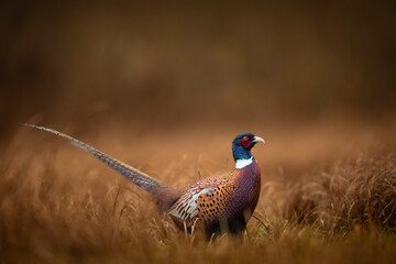 Common pheasant Phasianus colchius Ring-necked pheasant in natural habitat, brown background, grassland