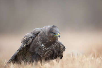 landing Common buzzard Buteo buteo in the fields in winter snow, buzzards in natural habitat, hawk...