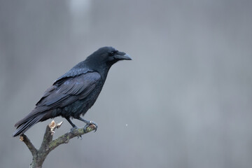 Bird beautiful raven Corvus corax North Poland Europe