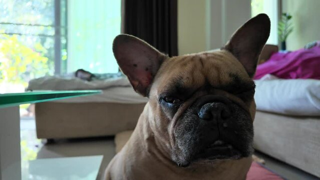 Close up Head shot old and blind French bulldog sitting indoor.