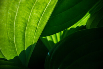 A beautiful fresh green leaf close-up highlighted by the sun. Detailed texture and expressive...