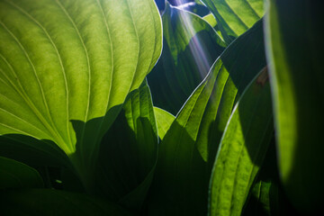 A beautiful fresh green leaf close-up highlighted by the sun. Detailed texture and expressive...