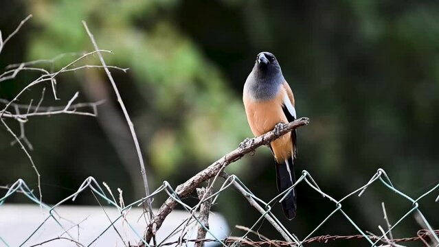 Rufous treepie cawing at us in Ranthambore national park