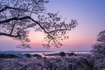 日本三景・宮城県松島　朝日を浴びる西行戻しの松公園の桜