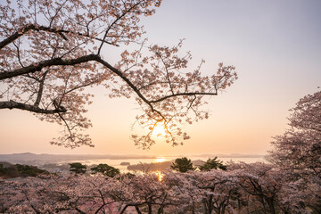 日本三景・宮城県松島　朝日を浴びる西行戻しの松公園の桜