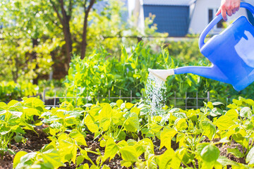 Watering vegetable plants on a plantation in the summer heat. Drops of water irrigate crops. Gardening concept. Agriculture plants growing in bed row © shaploff