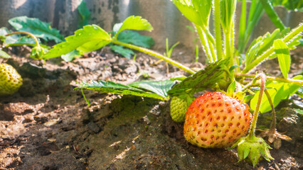 Close-up watering ripening strawberry on plantation in summer. Drops of water irrigate crops....