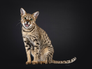 Obraz premium Handsome F5 male Savannah cat, sitting up side ways meowing. Looking towards camera. Isolated on a black background.
