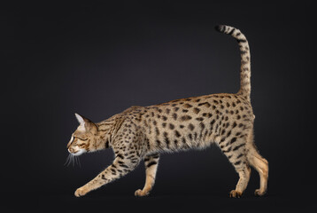 Handsome F5 male Savannah cat, walking side ways. Looking straight ahead away from camera. Isolated on a black background.