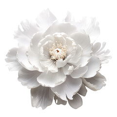 white crystal peony flower,white flower peony made of crystal isolated on transparent background,transparency 