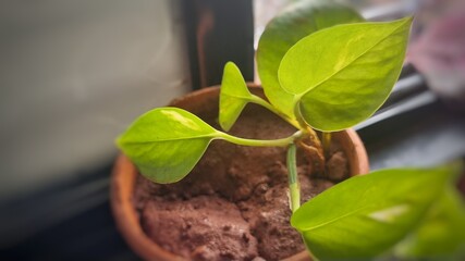 Vibrant green leaves of a flourishing moneyplant in close-up.