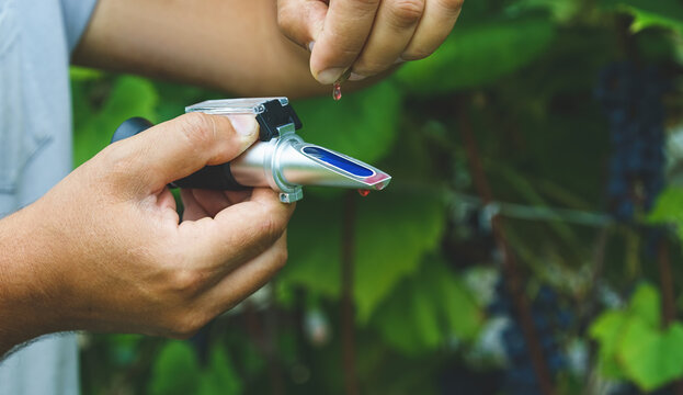 a man measures the amount of sugar in grapes with a refractometer. (Brix refractometer) refractometer for measuring sugar and alcohol content
