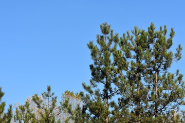 treetops in autumn against blue sky