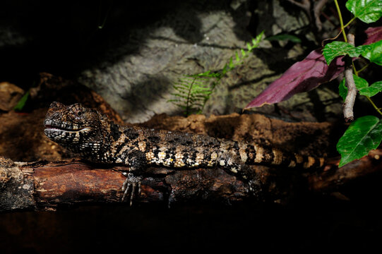 Chinesische Krokodilschwanzechse // Chinese crocodile lizard (Shinisaurus crocodilurus)