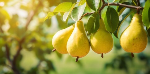 Agriculture fruits pear harvest food photography banner